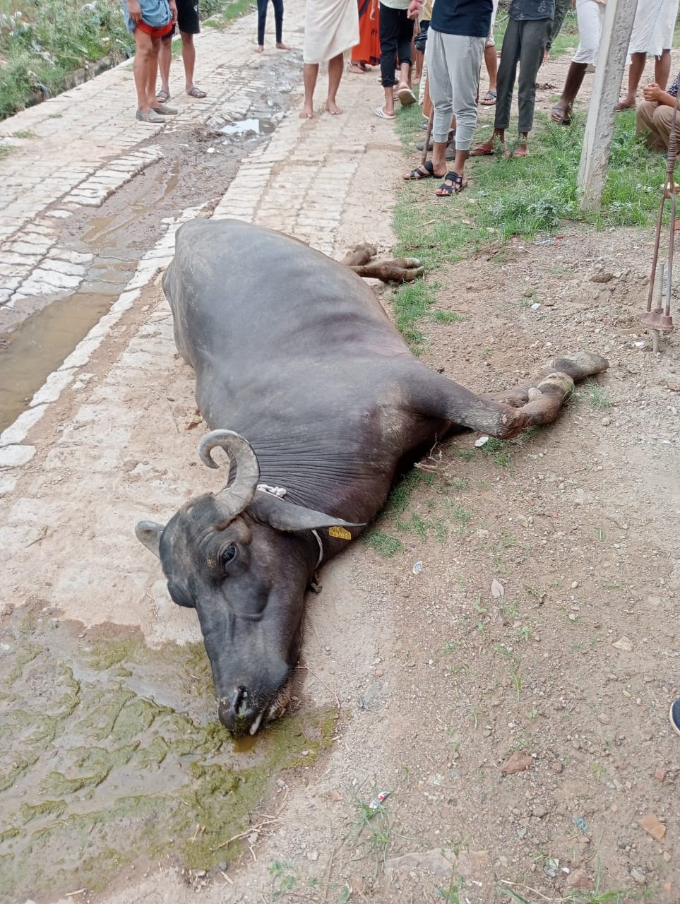 करंट लगने से भैंस की मौत