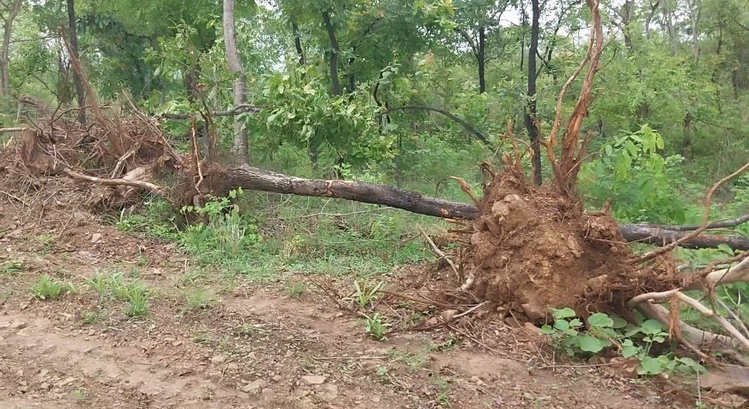 रेंजर वातानुकूलित होटलो में आराम फरमा रहे रानीपुर टाईगर रिजर्व के कोर जोन में कट गए सैकड़ों हरे पेड़